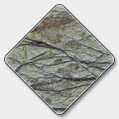 Bidasar Brown RainForest Marble Exporter